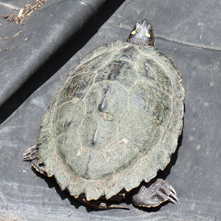 Ouachita Map Terrapin/Turtle