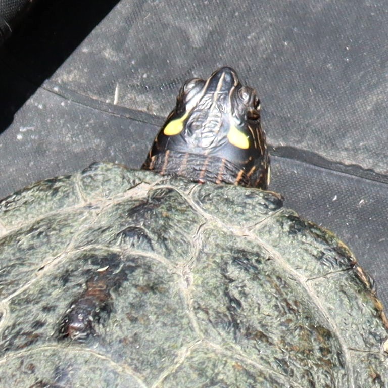 Ouachita Map Terrapin/Turtle