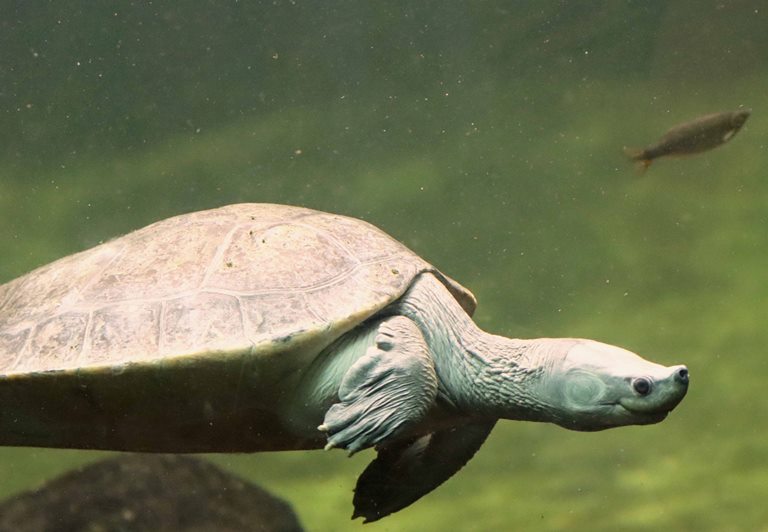 Northern River Terrapin