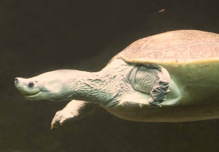 Northern River Batagur