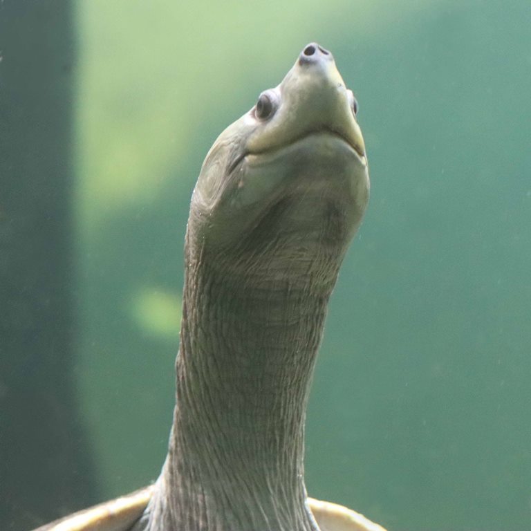 Northern River Terrapin