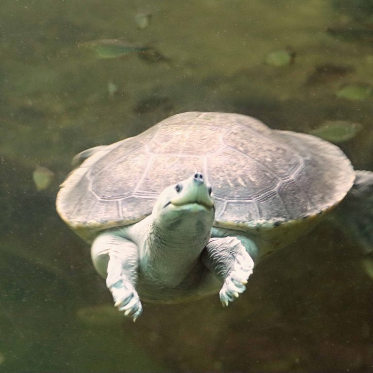 Northern River Terrapin