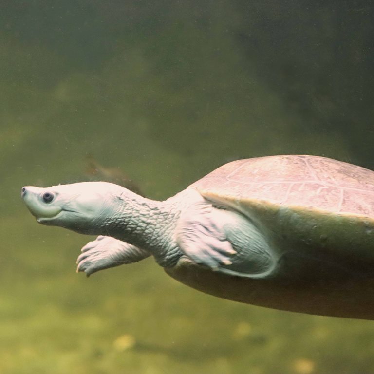 Northern River Terrapin