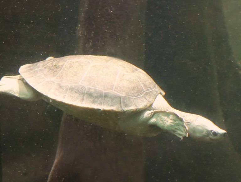 Northern River Terrapin