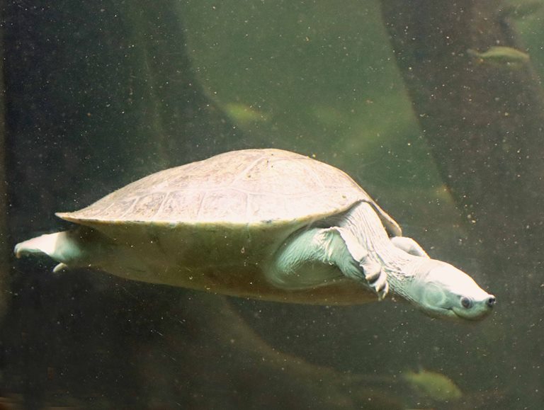 Northern River Terrapin