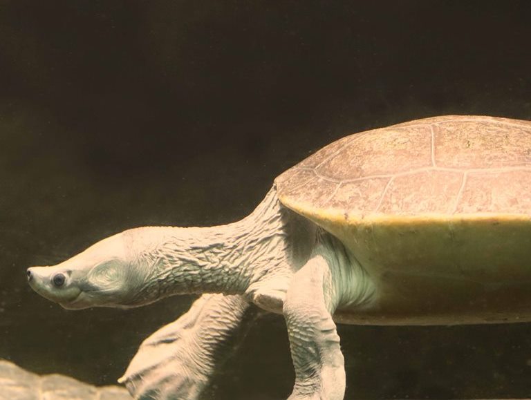 Northern River Terrapin