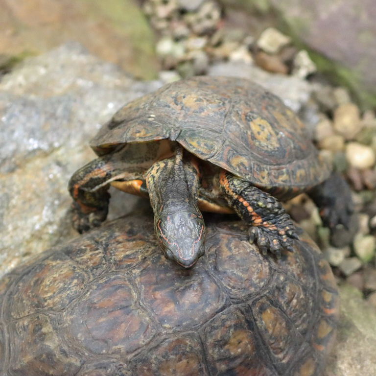 Painted Wood Terrapin
