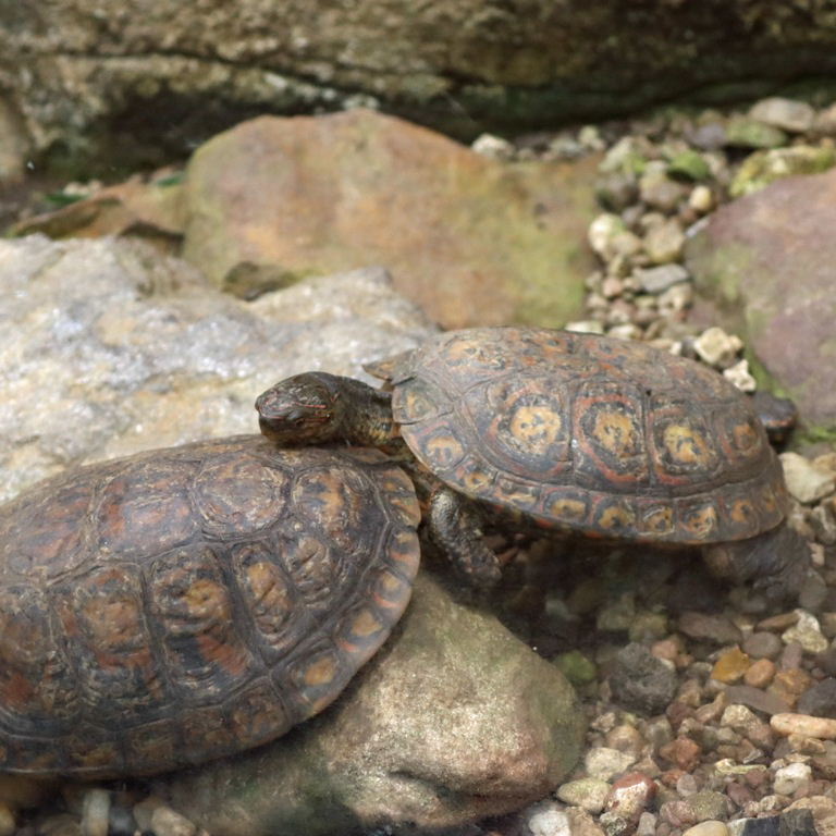 Painted Wood Turtle