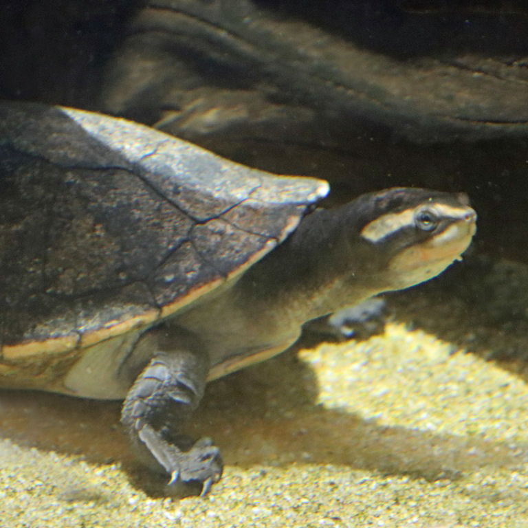 Red-bellied Short-necked Terrapin