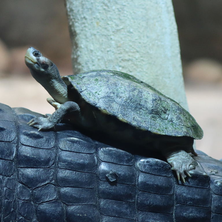 Brown Roofed Turtle