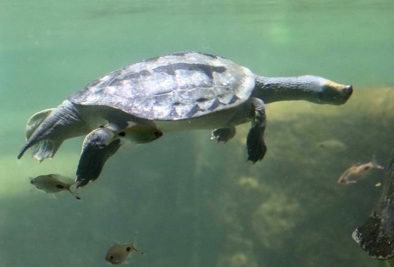 Burmese Roofed Turtle