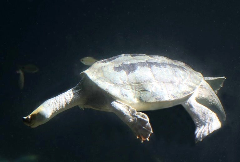 Burmese Roofed Turtle