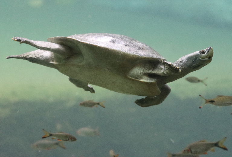 Burmese Roofed Turtle