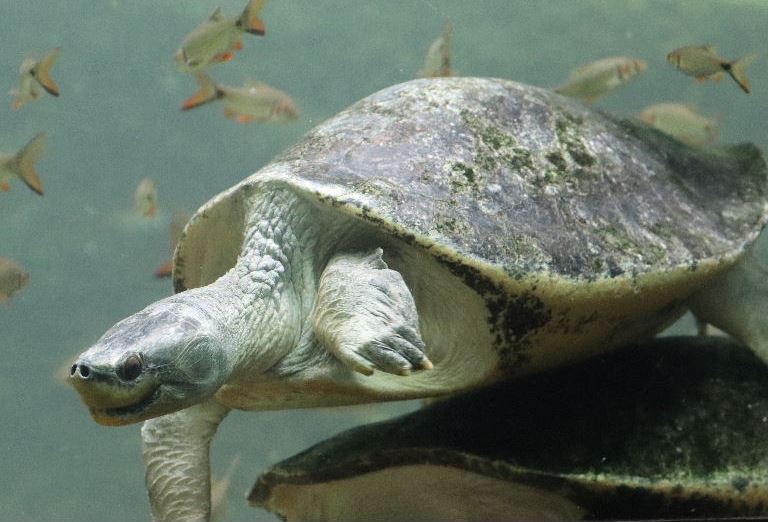 Burmese Roofed Turtle
