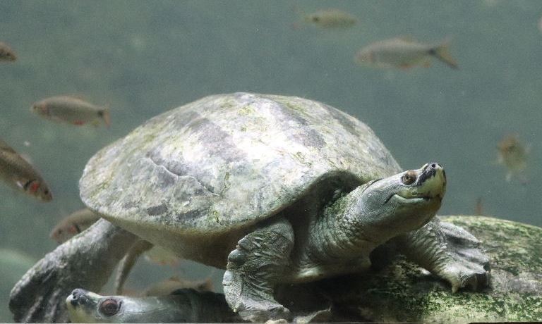Burmese Roofed Turtle