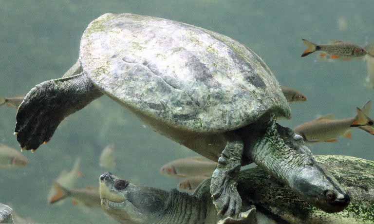 Burmese Roofed Turtle