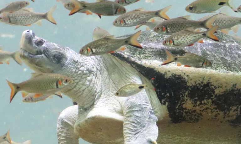 Burmese Roofed Turtle