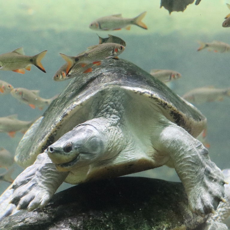 Burmese Roofed Turtle