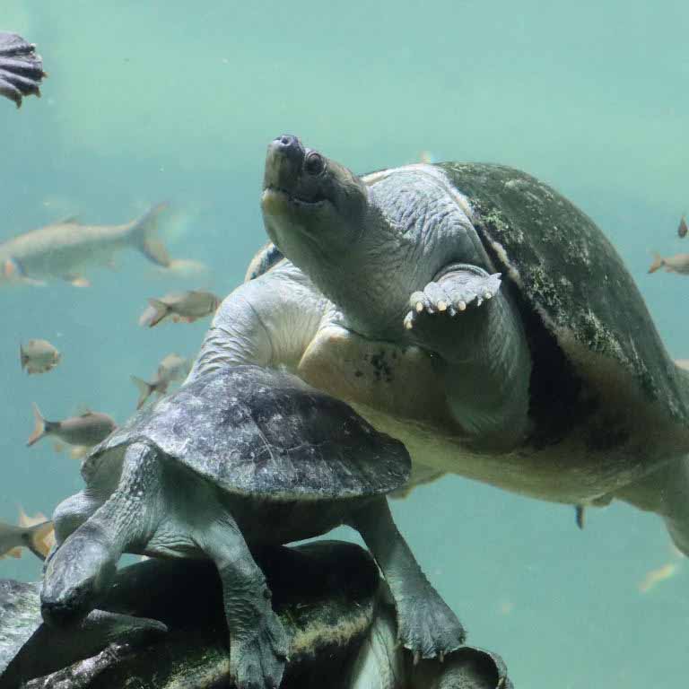 Burmese Roofed Turtle