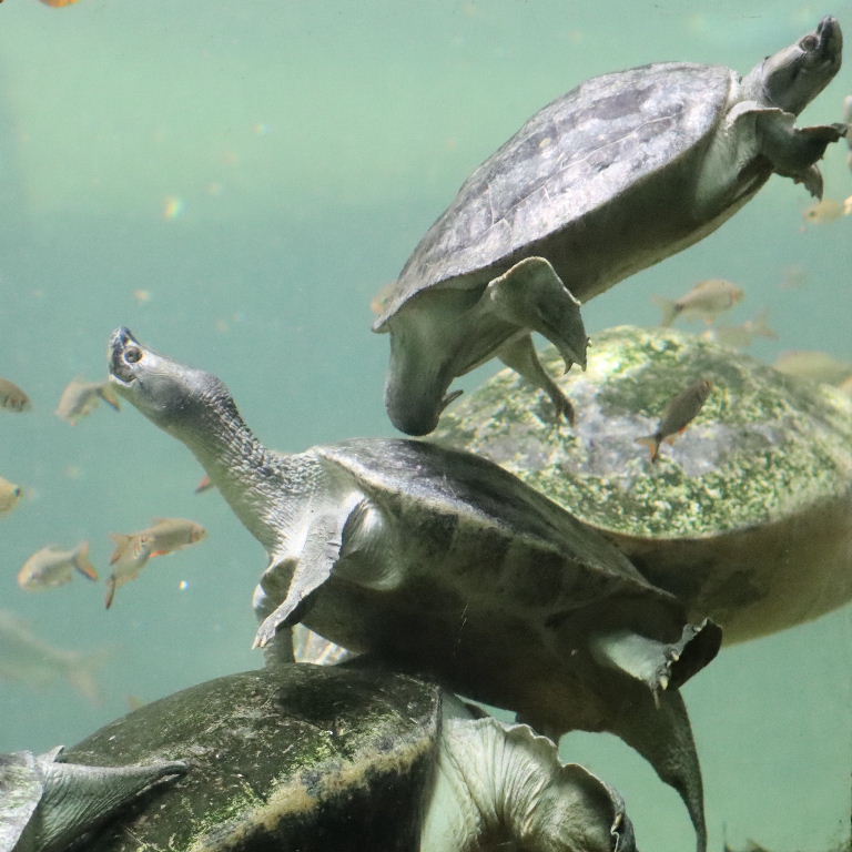 Burmese Roofed Turtle
