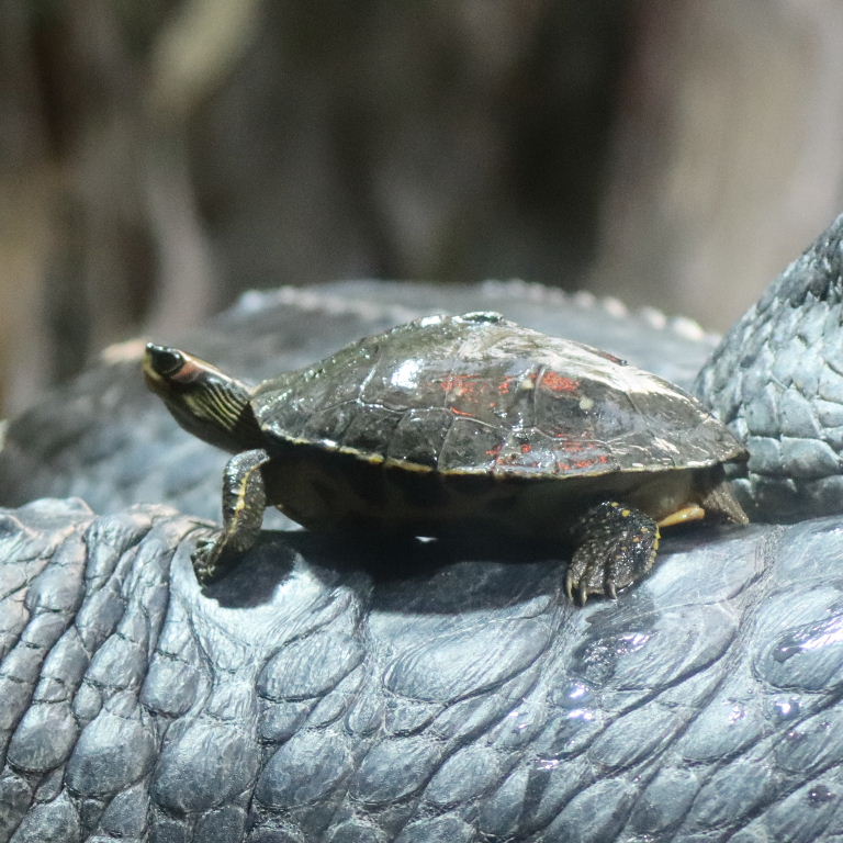 Indian Roofed Turtle