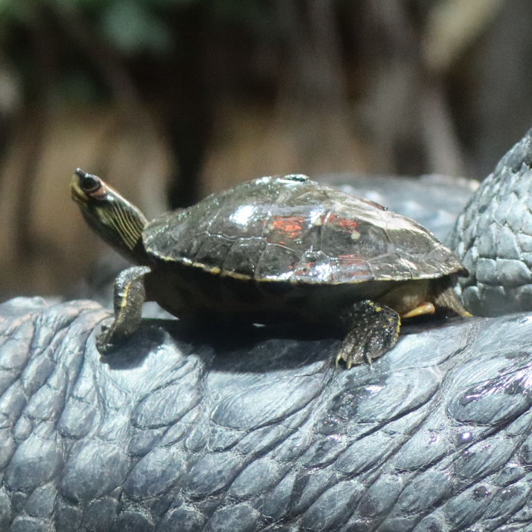 Indian Roofed Turtle