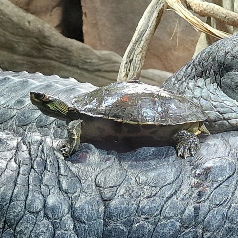 Indian Roofed Turtle