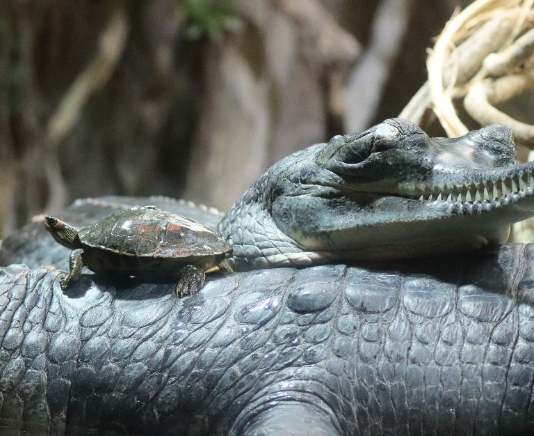 Indian Roofed Turtle