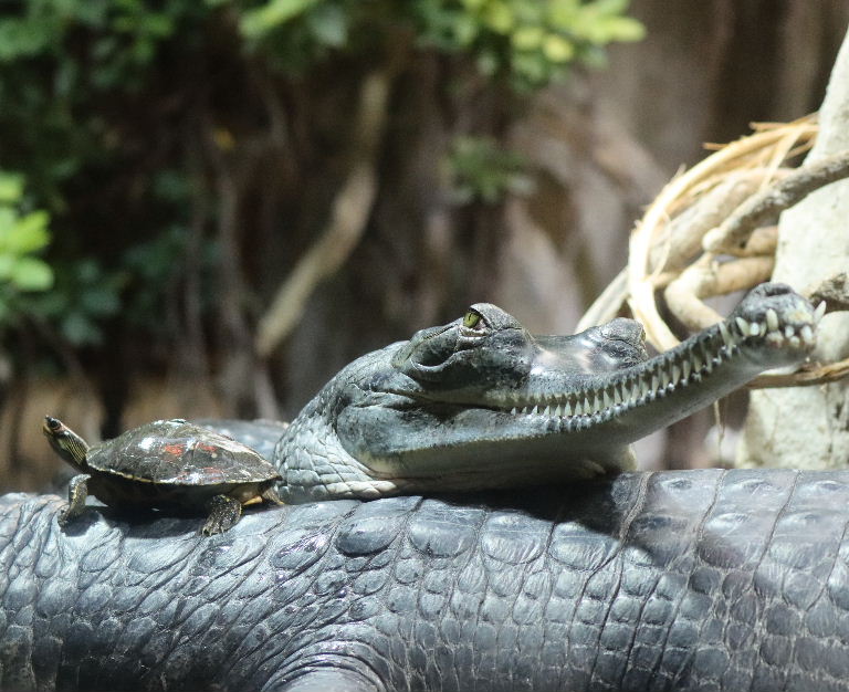 Indian Roofed Turtle