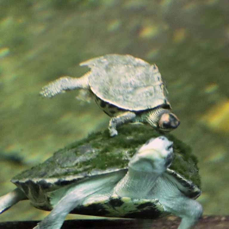 Indian Roofed Turtle