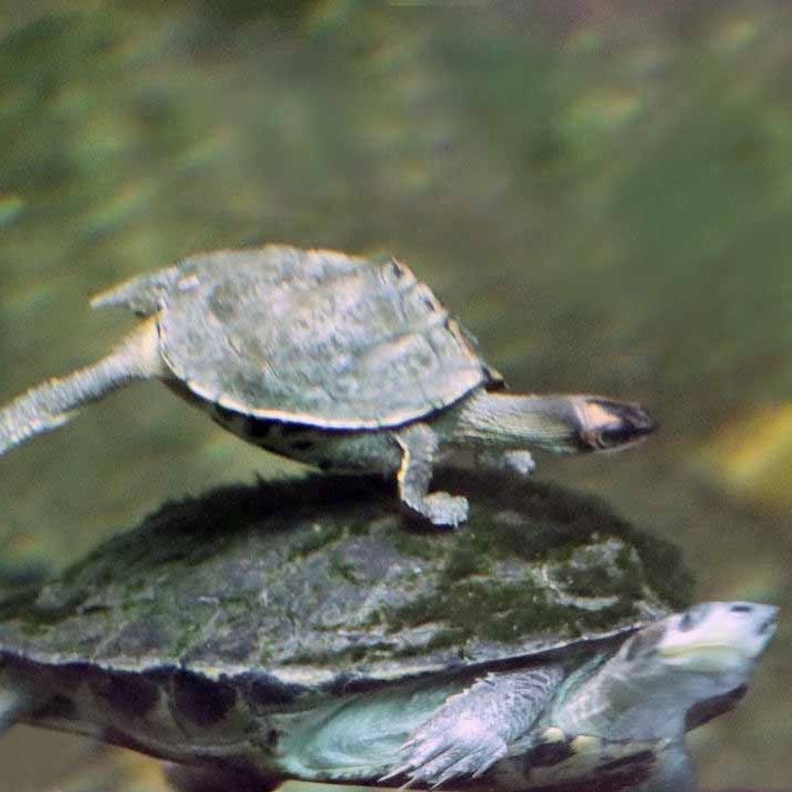 Indian Roofed Turtle