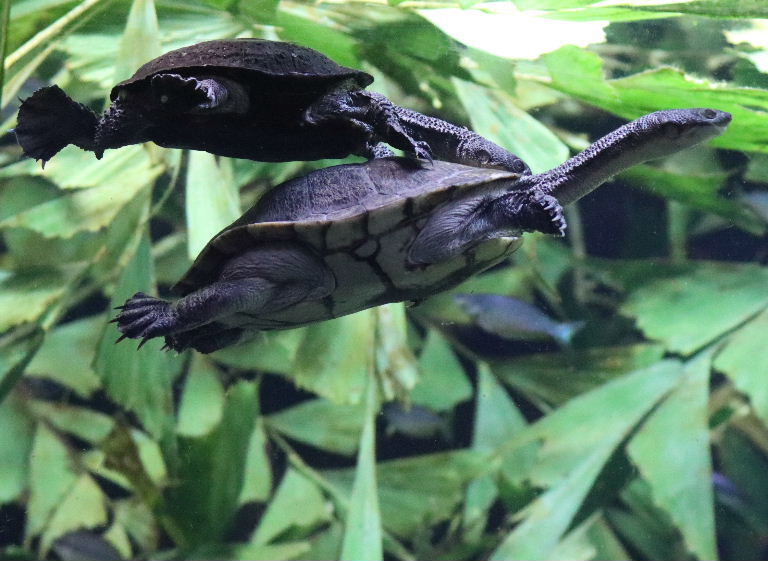 Eastern Snake-necked Terrapin