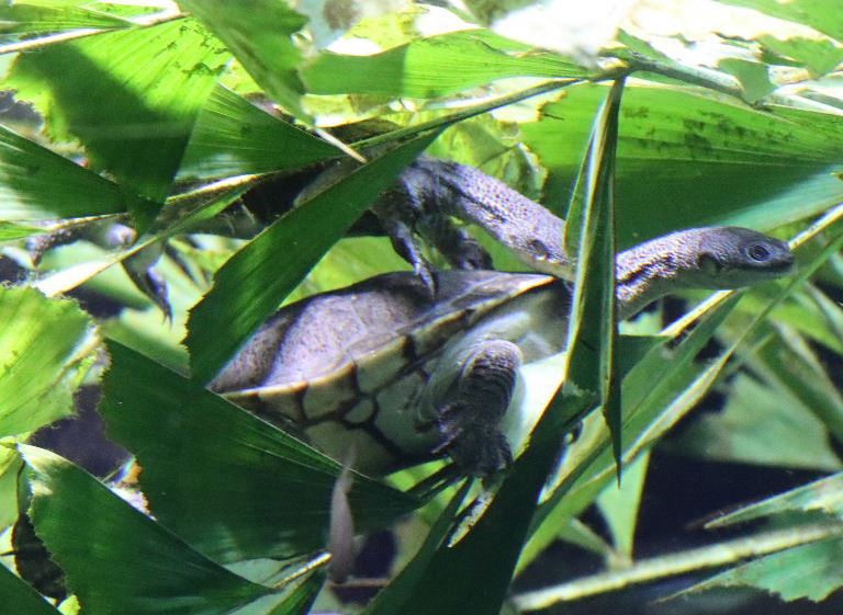 Eastern Snake-necked Turtle