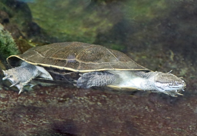 Geoffroy's Sideneck Turtles