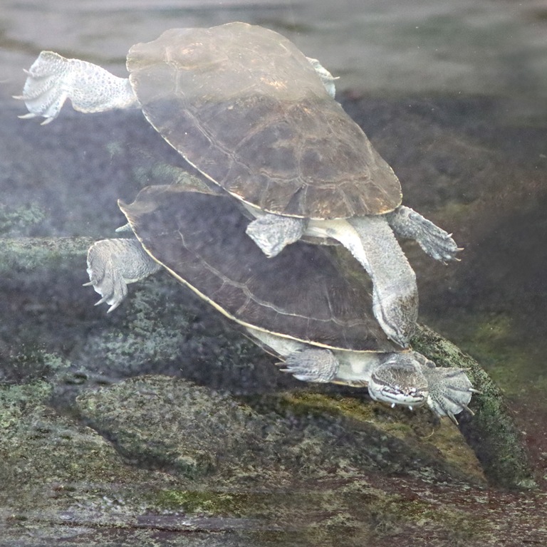 Geoffroy's Sideneck Terrapin