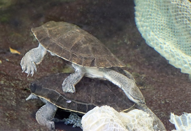 Geoffroy's Sideneck Terrapin