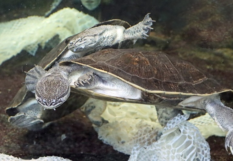 Geoffroy's Sideneck Turtles with shed anaconda skin