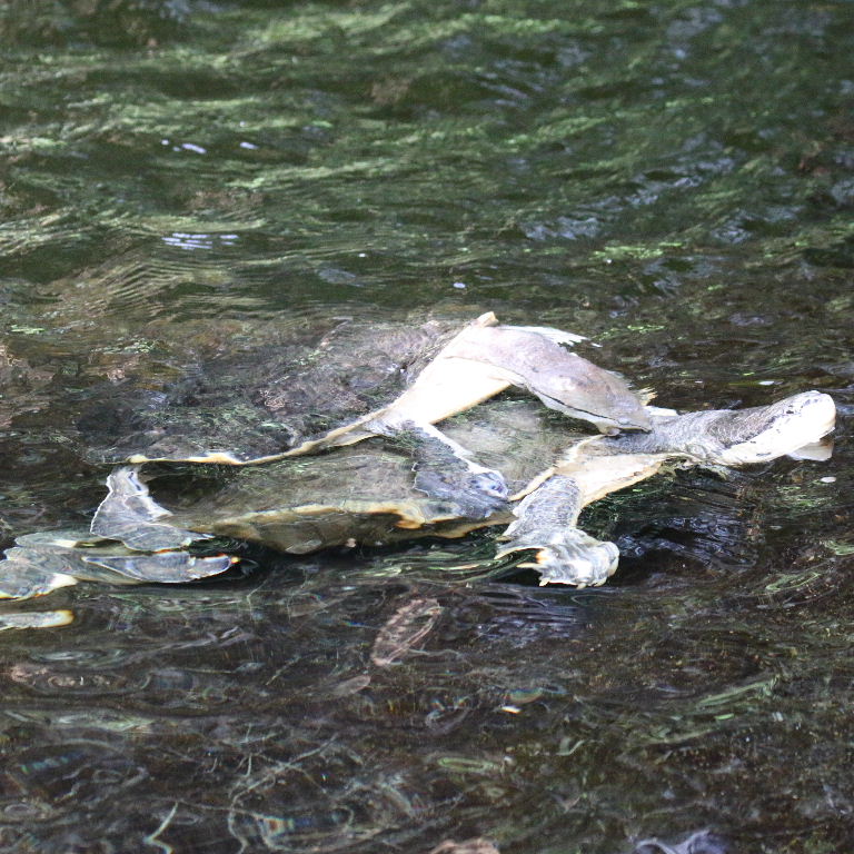 Geoffroy's Sideneck Turtle