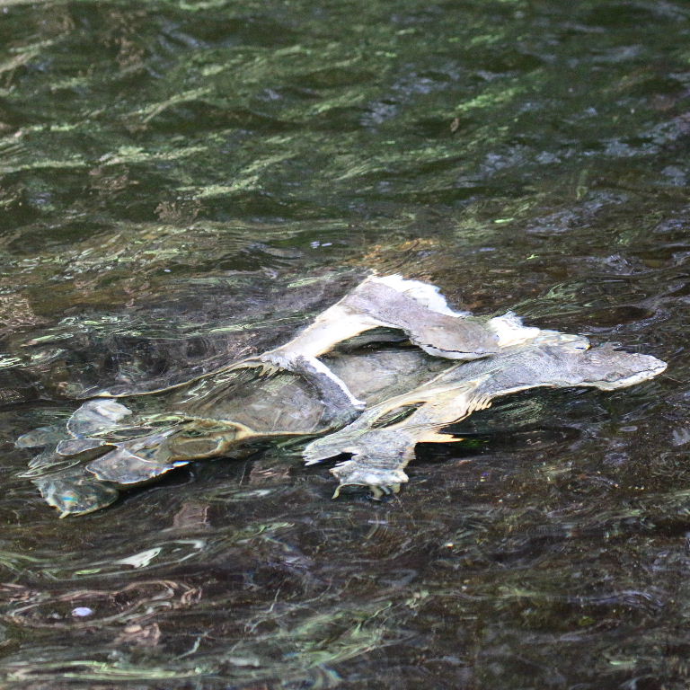 Geoffroy's Sideneck Terrapin