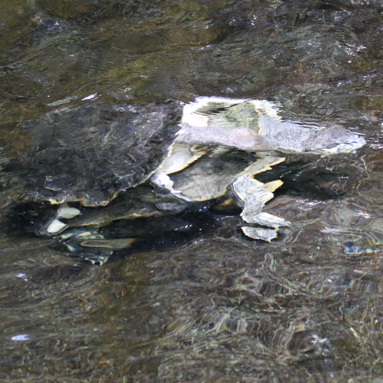 Geoffroy's Sideneck Turtle