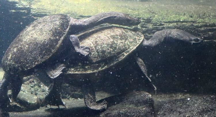 Northern Snake-necked Terrapin