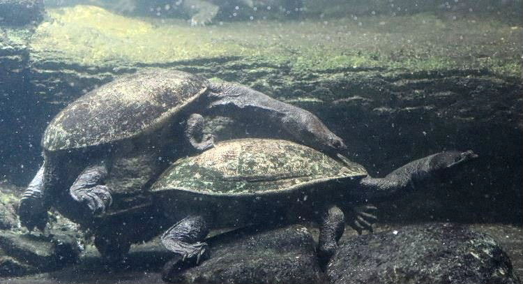 Northern Snake-necked Terrapins