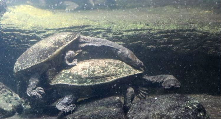 New Guinea Snake-necked Turtles