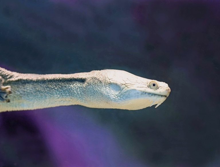 Southwestern Snake-necked Terrapin