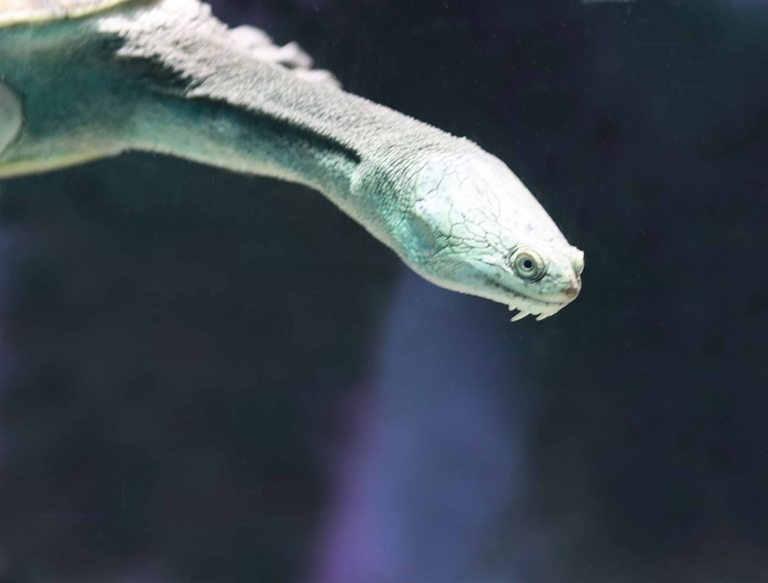 Southwestern Snake-necked Terrapin