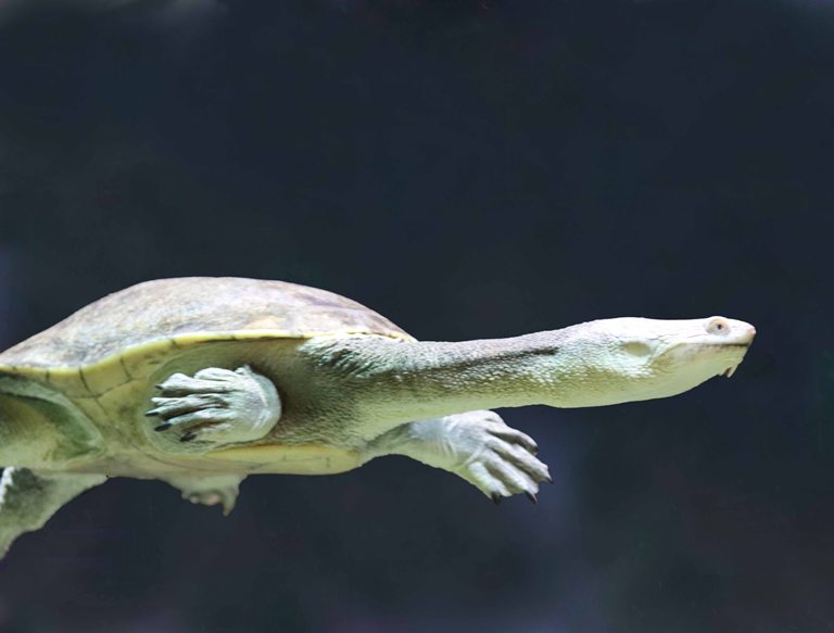 Southwestern Snake-necked Terrapin