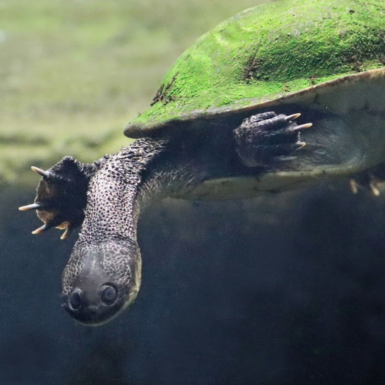 Roti Island Snake-necked Turtle