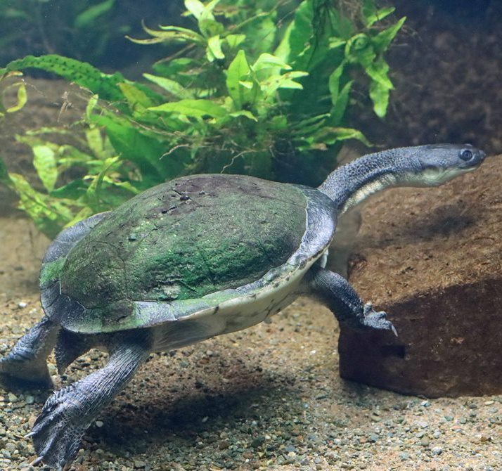 Roti Island Snake-necked Terrapin