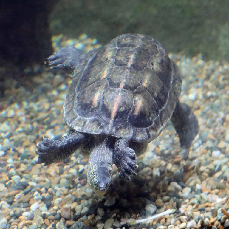 Chinese Stripe-necked Turtle