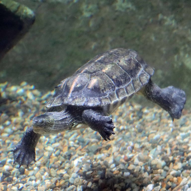 Chinese Stripe-necked Turtle